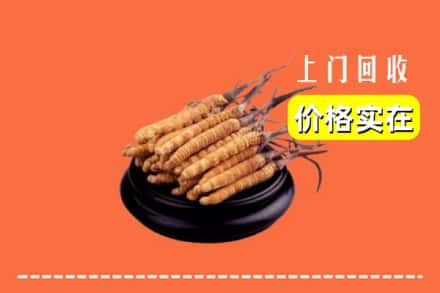 诚信求购:济南市平阴高价回收冬虫夏草